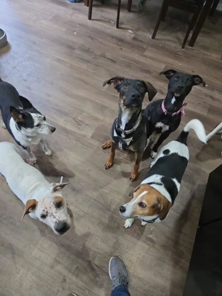 Five dogs standing together on a hardwood floor, including Winston the foster dog in a black harness surrounded by his pack mates