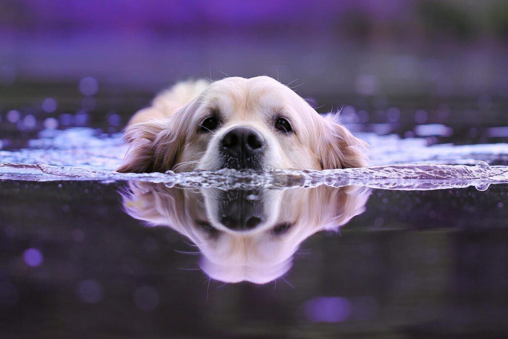 Dog cooling off in water to beat summer heat