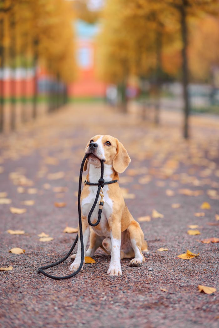 Dog Walking Training: 4 Easy Ways to Teach Calm Dog Walking