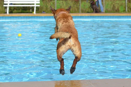Excited dog leaping into a bright blue swimming pool during a sunny summer day, enjoying water play and cooling off