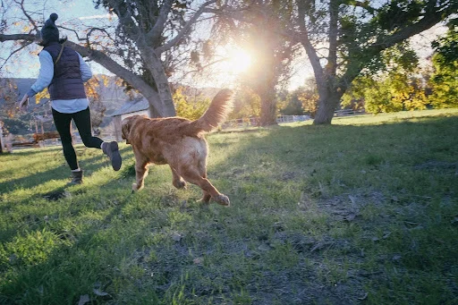 Golden retriever leaping into the air during a joyful summer sunset, symbolizing playful outdoor adventures with dogs