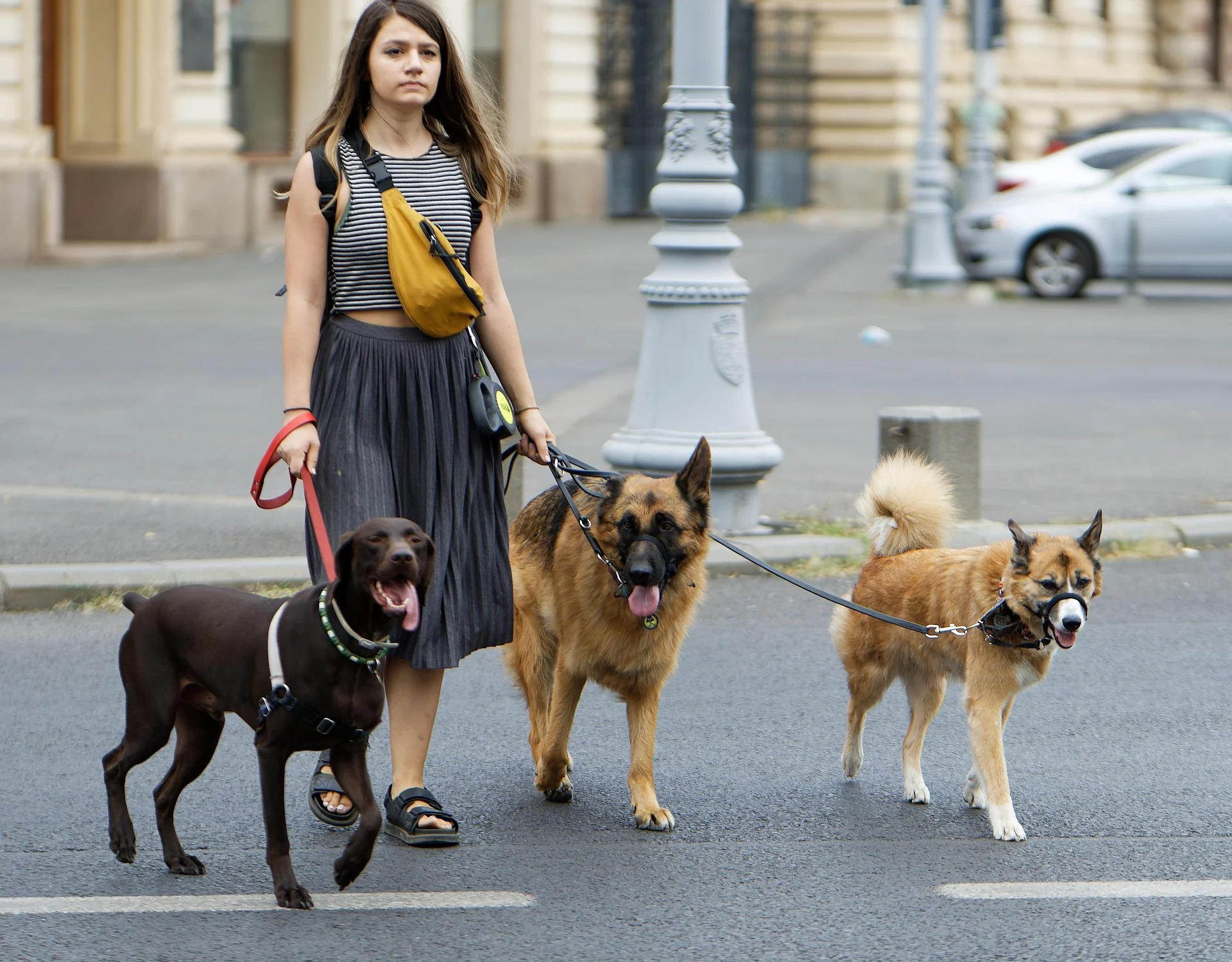 Dog Walking Tips & How to Walk Two Dogs at Once