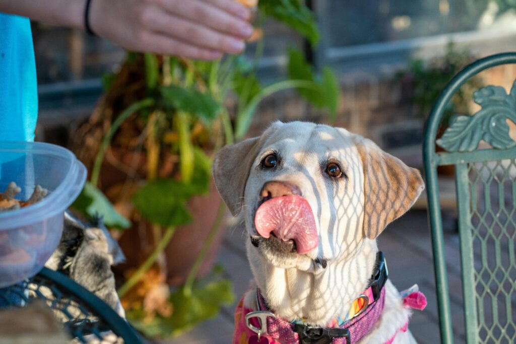 pexels-photo-11512367-11512367 Cute Labrador retriever licking its nose while sitting in a sunny outdoor garden setting.