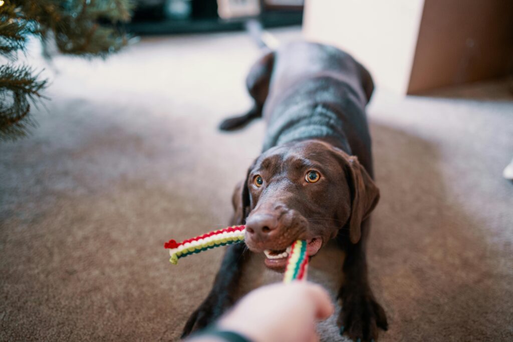 pexels-photo-1739093-1739093 A happy chocolate Labrador Retriever playing tug-of-war with a colorful toy inside a cozy home with the science behind positive reinforcement in dog training.