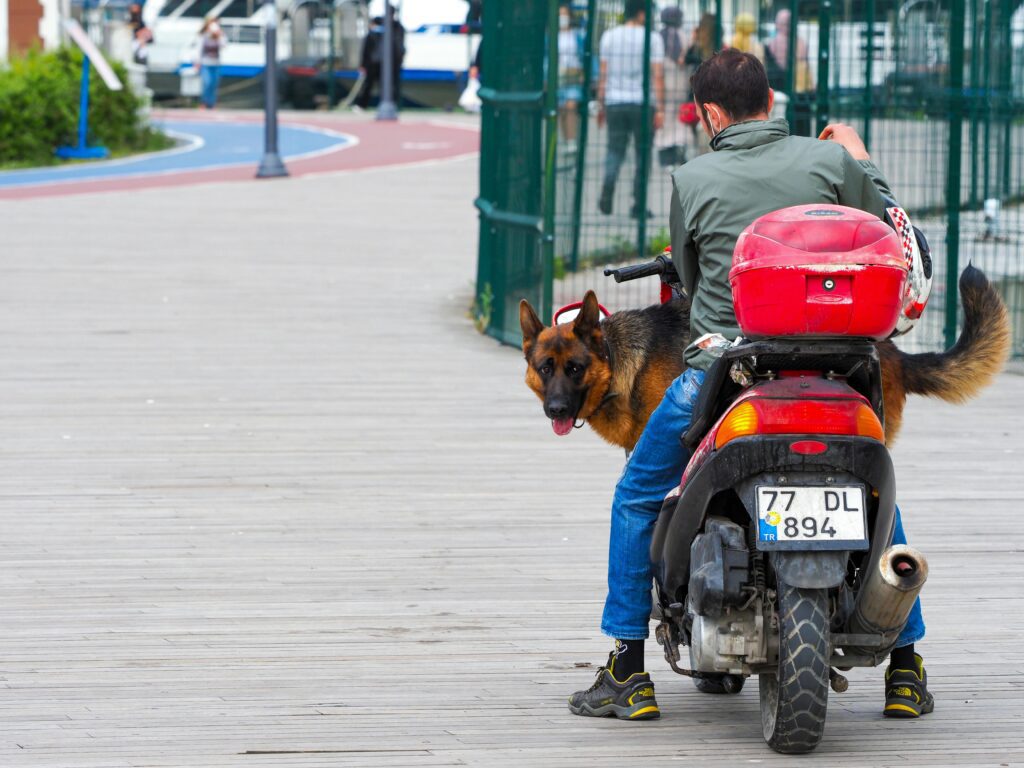 pexels-photo-18869438-18869438 A man on a scooter with his German Shepherd dog in urban Istanbul setting.