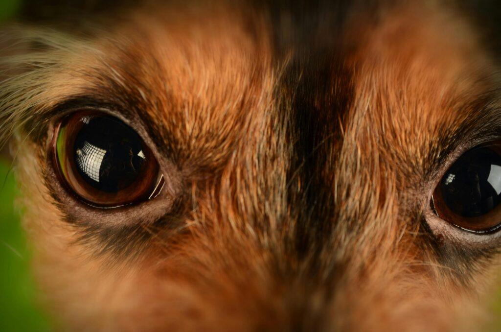 pexels-photo-67689-67689 Detailed close-up of a dog's eyes capturing a deep and soulful look.